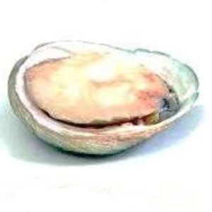 Abalone