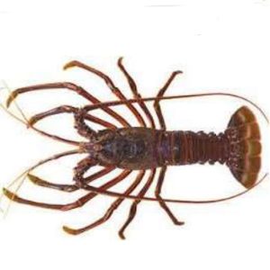 Australian Crayfish