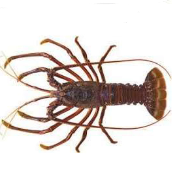 Australian Crayfish – Notre Terre Pty Ltd
